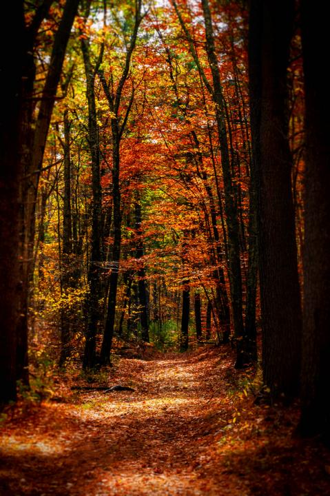 Abandoned road in the fall | Shutterbug